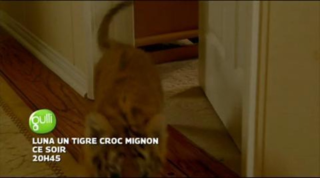 Luna un tigre croc mignon (Gulli) 23 janvier