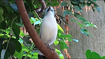 BURUNG JALAK BALI