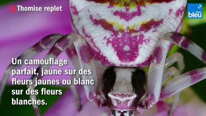 Photographier,  partager,  identifier