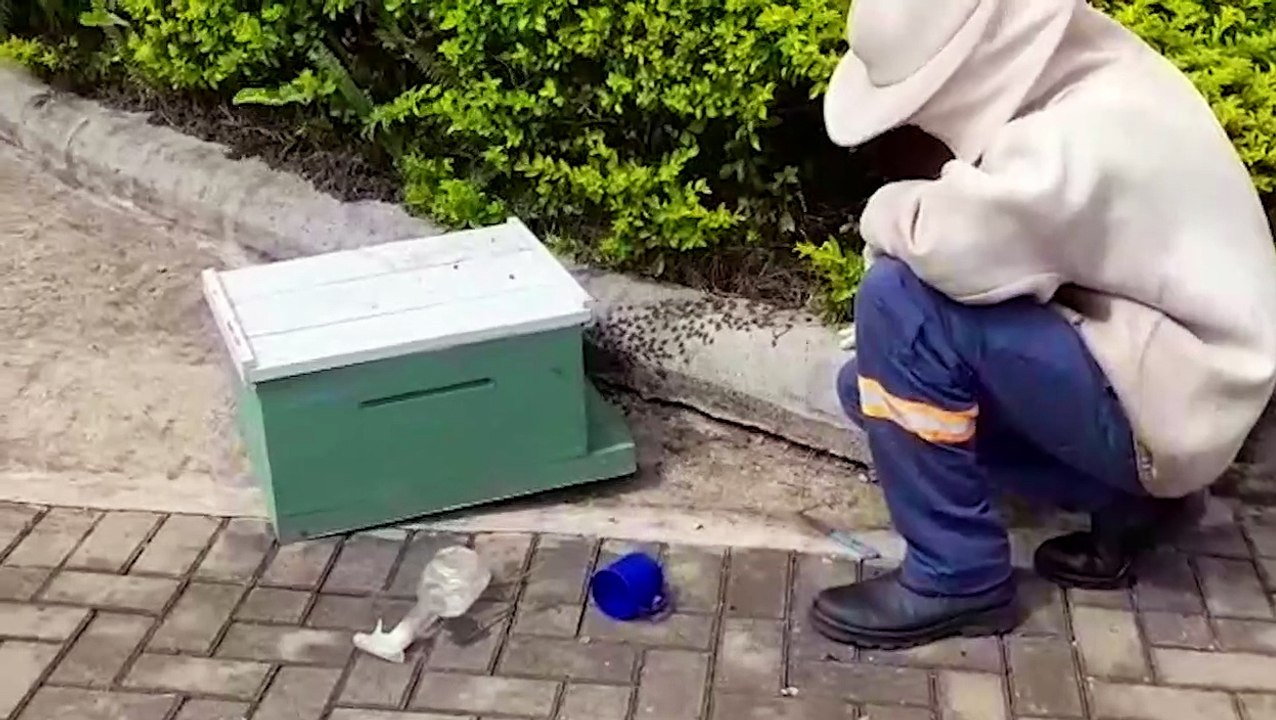 Defesa Civil remove enxame de abelhas no Abrigo São Vicente de Paulo