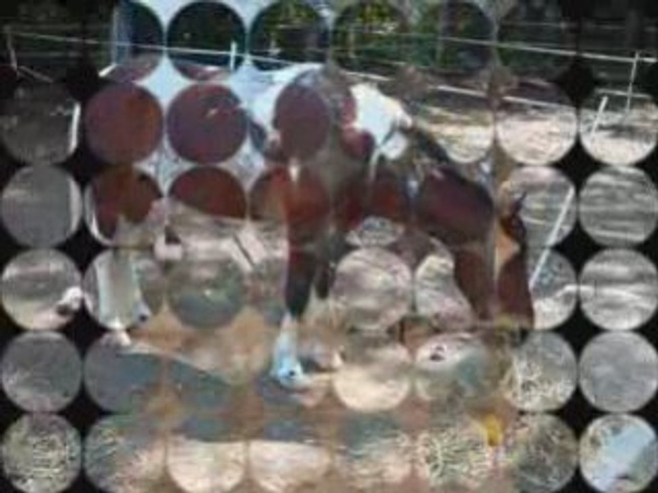 Pêle mêle  photos poneys