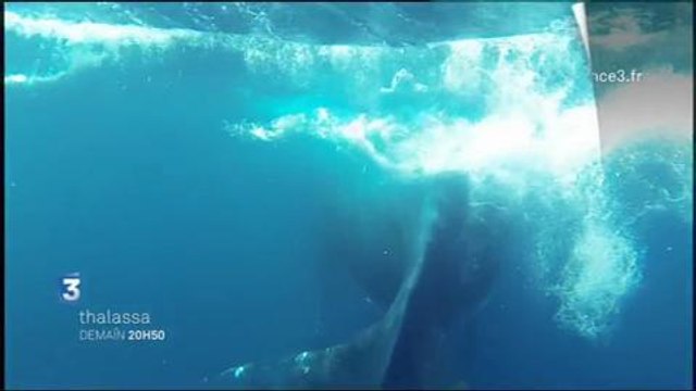 Thalassa france 3 vendredi 6 novembre 2015