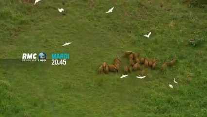 Vu du Ciel au Gabon (RMC Découverte) 28 juillet