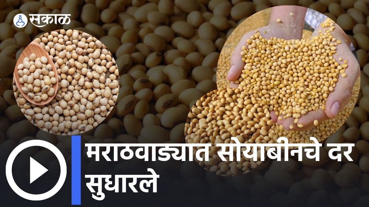 मराठवाड्यात आजचे Soybean Rate किती? | Agrowon Soyabean Rate