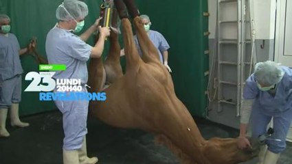 Révélations (Numéro 23) 20 octobre