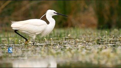 Des racines et des ailes (France 3) 20 août 2014