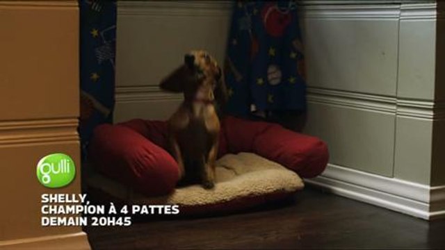 Shelly, champion à quatre pattes