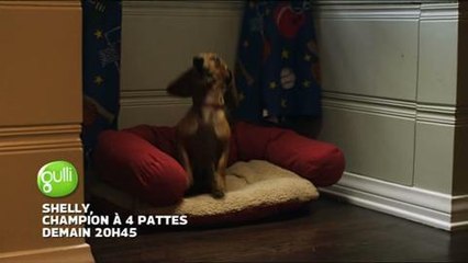 Shelly, champion à quatre pattes