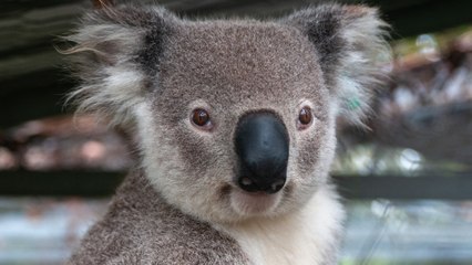 El koala fue declarado ‘especie en peligro de extinción’ por gobierno australiano