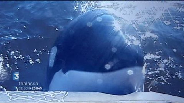 Thalassa (France 3) 14 mars