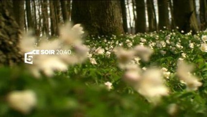 Au royaume de la forêt : Voyage au cœur de la nature sauvage 🌿