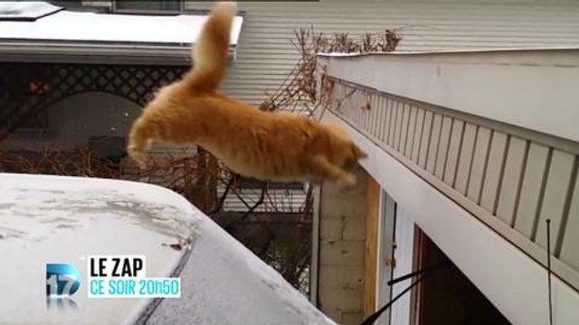 Le Zap (D17) 31 janvier