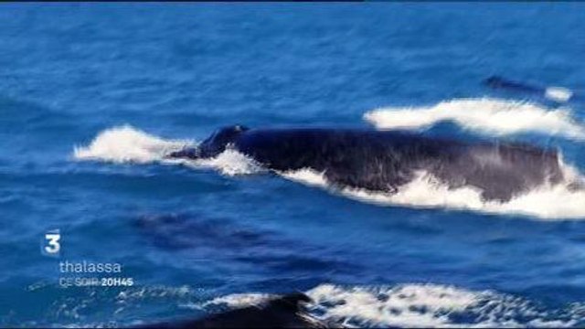 Thalassa (France 3) 14 février