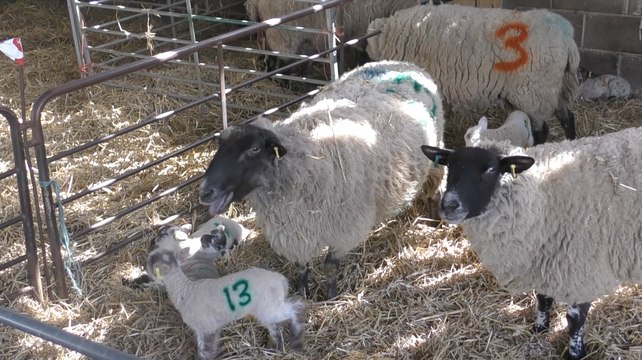 Long lorry queues leave Dover farmers fearful for business