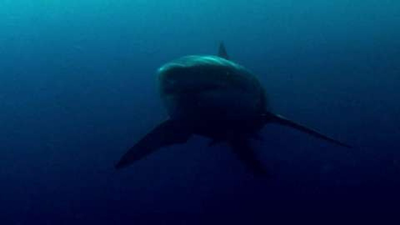 Août - Le mois des requins sur Discovery