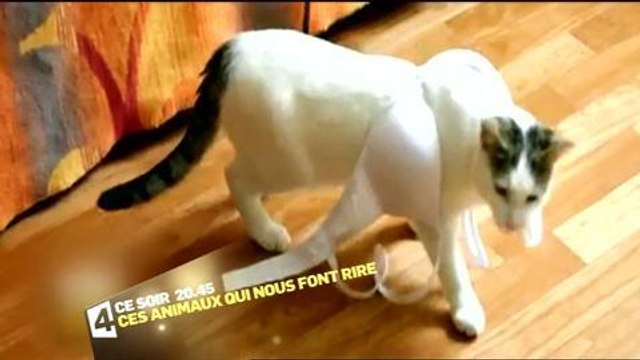 Ces animaux qui nous font rire (France 4) 31 décembre