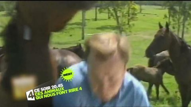 Ces animaux qui nous font rire 4