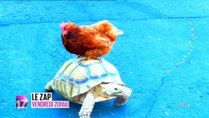 Le Zap (D17) 8 février