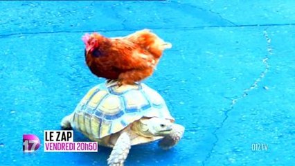 Le Zap (D17) 18 janvier