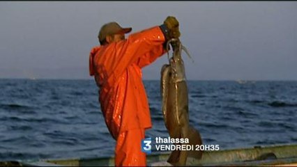 Thalassa (France 3) Bande-annonce du 31 août