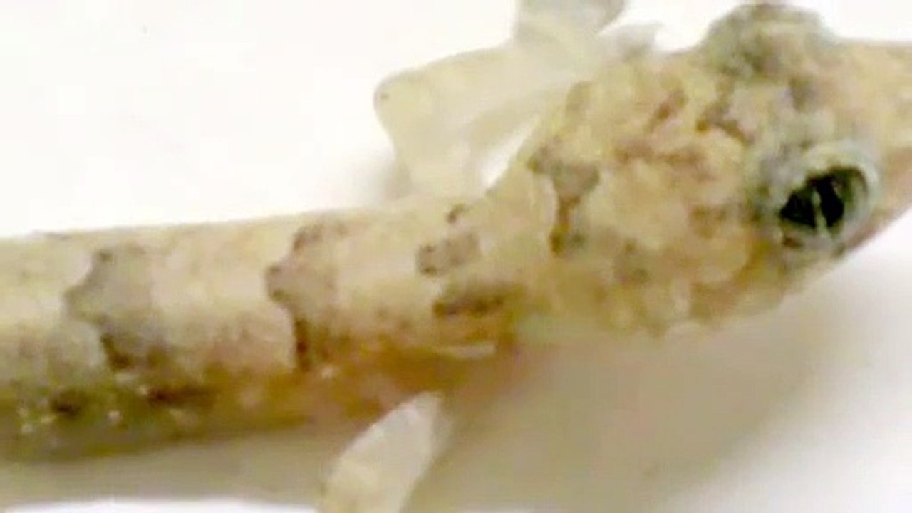 Lagartixa,   tropical domestic gecko or wall gecko  (Hemidactylus mabouia)