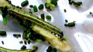 Lagarta da couve ,  cabbage caterpillar (Ascia monuste orseis)