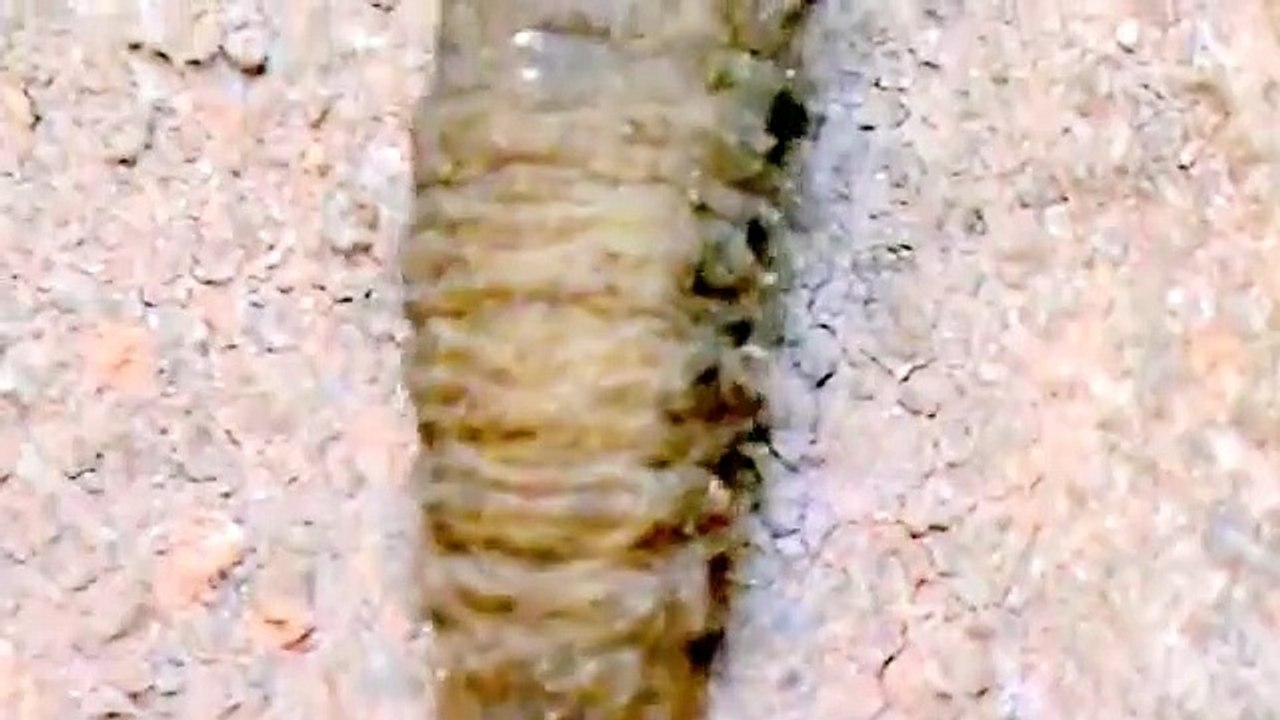 Larva de Mosca vede , green fly larva (Ornidia obesa)