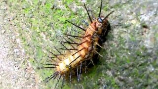 Lagarta Espinhosa, spiny caterpillar (Actinote pellenea)