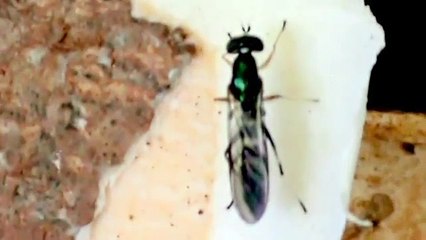 Mosca soldado, The black soldier fly  (Hermetia Illucens)