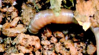 Minhoca, earthworms   (Pheretima hawayana)