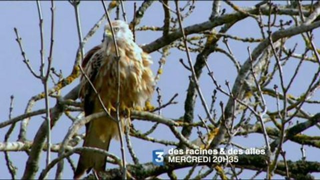 Des racines et des ailes (France 3) Bande-annonce du 8 août