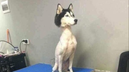 Voici pourquoi la photo de ce husky rasé a fait scandale