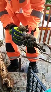 Bombeiros resgatam dois filhotes de gato