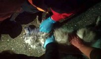 Son dakika haber | Galericiler Sitesinde çıkan yangından kurtarılan köpeğe dakikalarca kalp masajı yaptılar