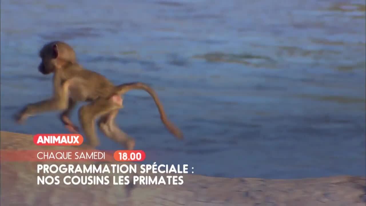 Programmation spéciale : Nos cousins les primates