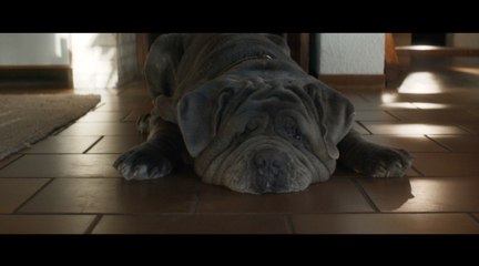 Mon chien stupide d'Yvan Attal (bande-annonce)