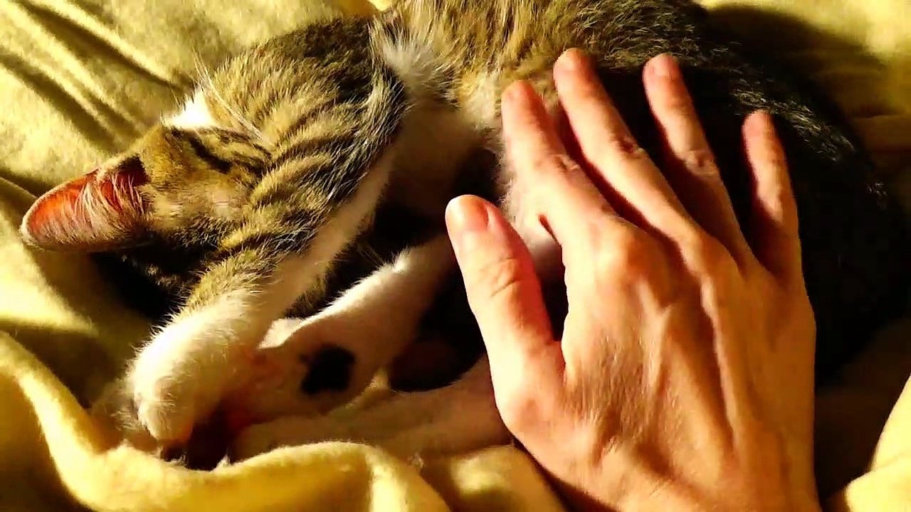 1 Kitten ASMR, Whispered ASMR, Purring