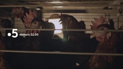 Les oeufs dans le plat - 18 janvier