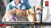 Tras un incendio murieron 50 mascotas de una vivienda en León