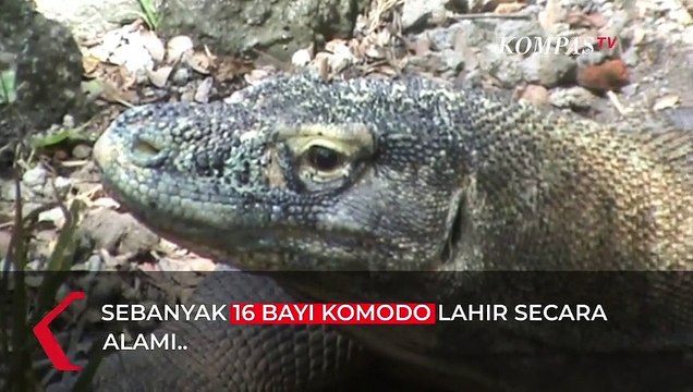 Hore! 16 Bayi Komodo Lahir Sehat dan Agresif di Bali Safari
