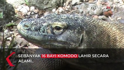 Hore! 16 Bayi Komodo Lahir Sehat dan Agresif di Bali Safari