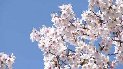 [날씨] 오늘 맑고 따뜻, 서울 낮 20℃...동해안 '대형산불주의보' / YTN