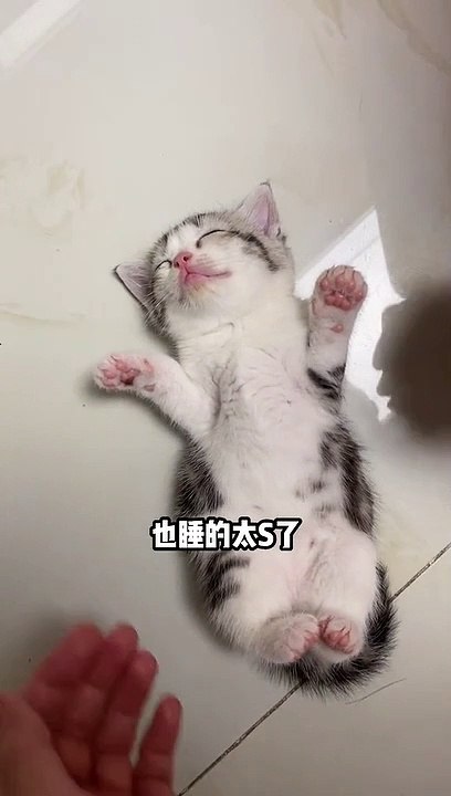 Cute kittens