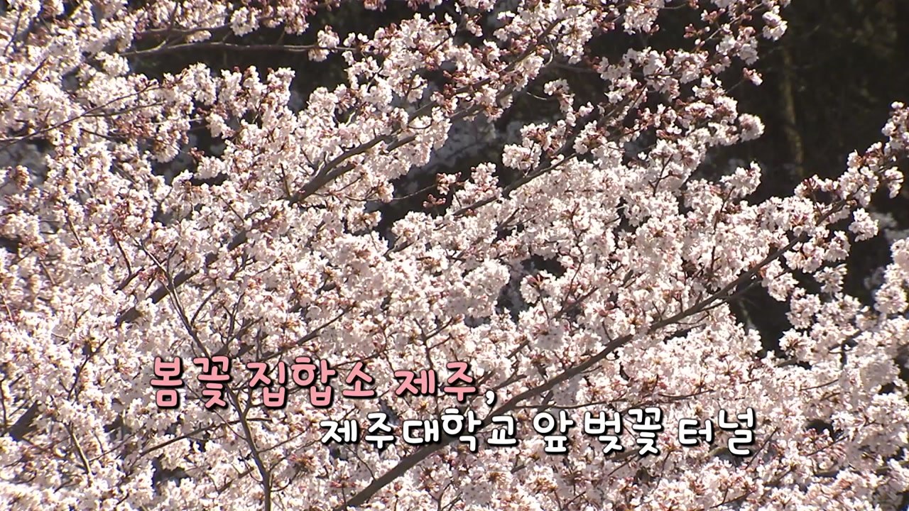 [더뉴스] 벚꽃 보러 어디로 떠날까? 우리 동네 벚꽃 명소는? / YTN