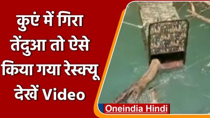 Maharastra: कुएं में गिरा तेंदुआ, वन विभाग ने Rescue कर बचाई जान | वनइंडिया हिंदी