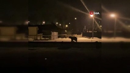 Görüntüler Türkiye'den! Dev bozayı şehir merkezine indi