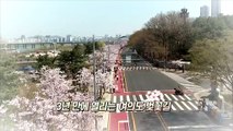 [영상구성] 3년 만에 열리는 여의도 벚꽃길