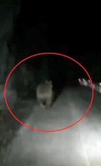 Son Dakika | Seyir halindeki aracın önüne çıkan bozayı kamerada