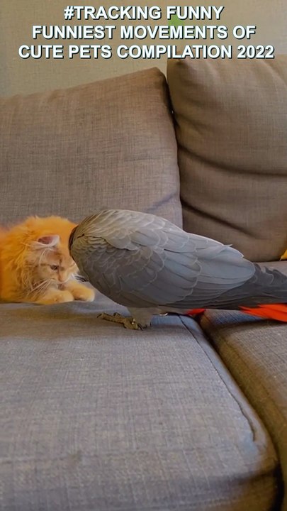 FUNNY PETS AND ANIMALS COMPILATION