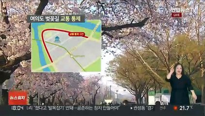 [날씨] 3년 만에 열린 벚꽃길…주말 완연한 봄 날씨